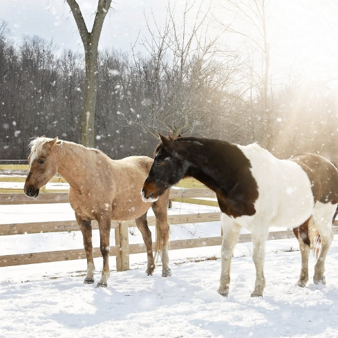 horses in the snow