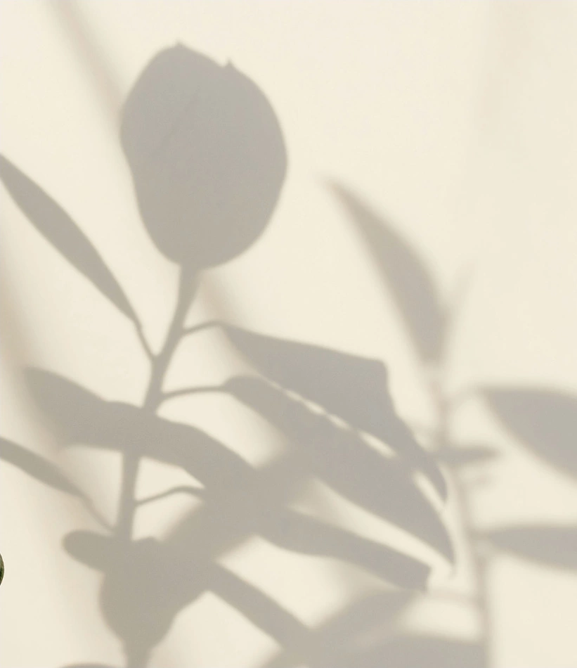 shadows of leaves on wall