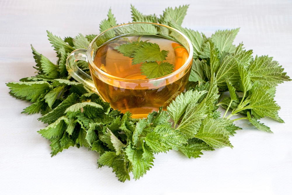 nettle tea