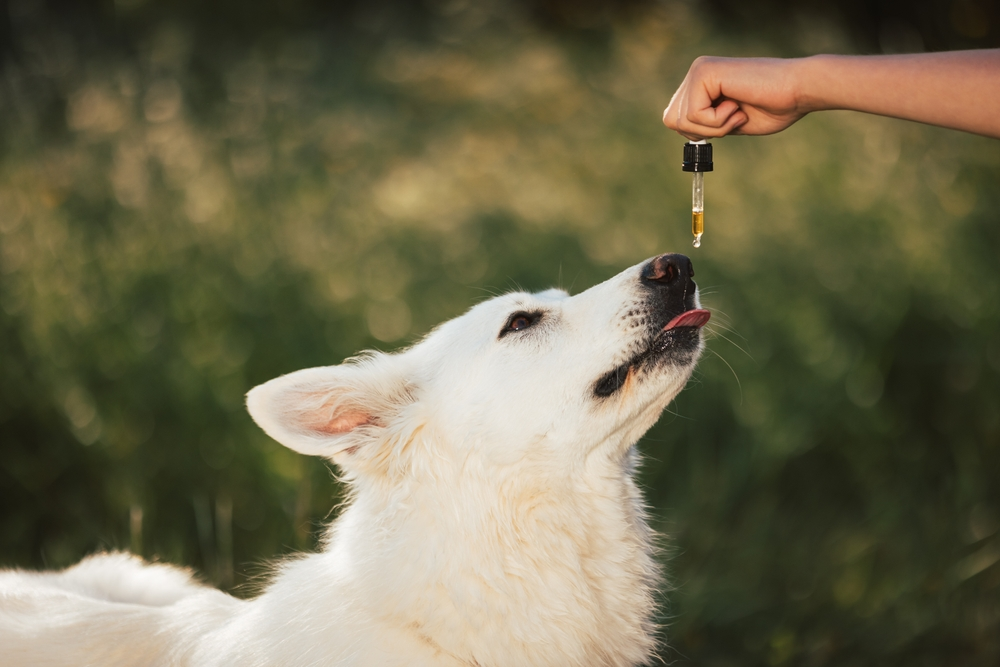 white dog taking CBD oil from dropper